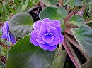 Saintpaulia Ionantha